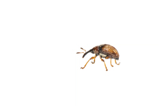 Nanophyes marmoratus