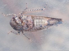 Paraphlepsius tennessus