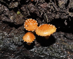 Pholiota squarrosipes