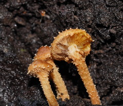 Pholiota squarrosipes