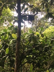 Dillenia philippinensis