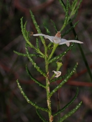 Philotheca scabra
