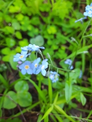 Myosotis sylvatica