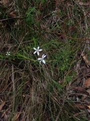 Philotheca scabra