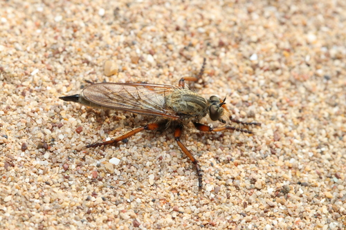 Eutolmus stratiotes