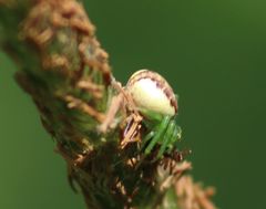 Diaea dorsata
