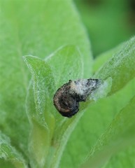 Coleophora albidella