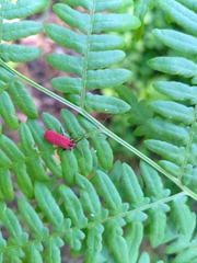 Dictyoptera