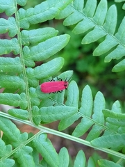 Dictyoptera