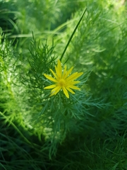 Adonis vernalis
