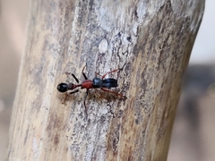 Myrmarachne melanocephala