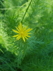 Adonis vernalis