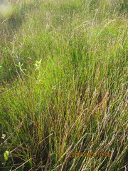 Schoenus concinnus