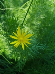 Adonis vernalis