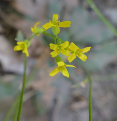 Draba mogollonica