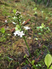 Menyanthes trifoliata