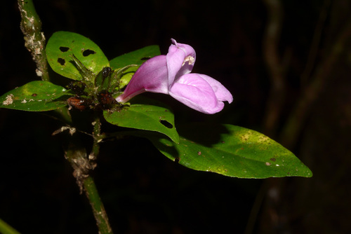 Melittacanthus divaricatus image