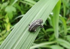 Sternuchopsis waltoni