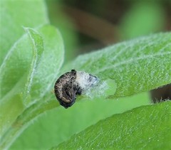 Coleophora albidella