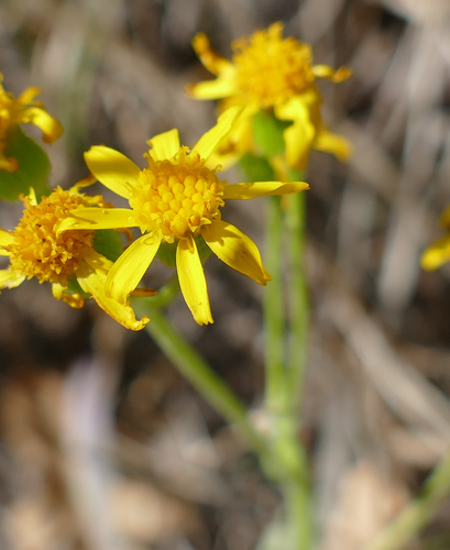 White Mountain ragwort (Packera cynthioides)