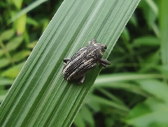 Sternuchopsis waltoni