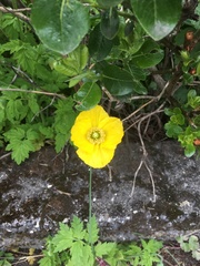 Papaver radicatum