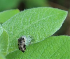 Coleophora albidella