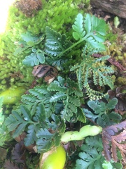 Davallia repens