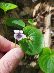 Viola palustris