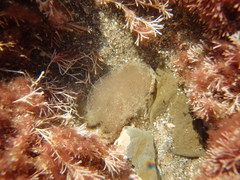 Papawera zelandiae
