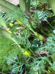 Davallia repens