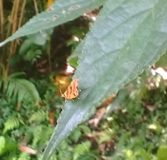 Choreutis amethystodes