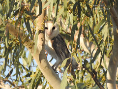 Tyto alba delicatula