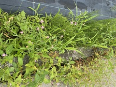 Persicaria senticosa