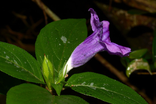 Ruellia cyanea image