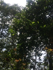 Dillenia philippinensis