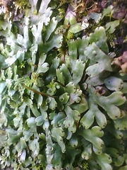 Marchantia emarginata