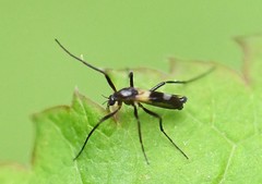 Chasmatonotus atripes