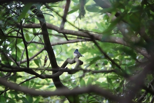 Papamoscas de Hainan (Cyornis hainanus)