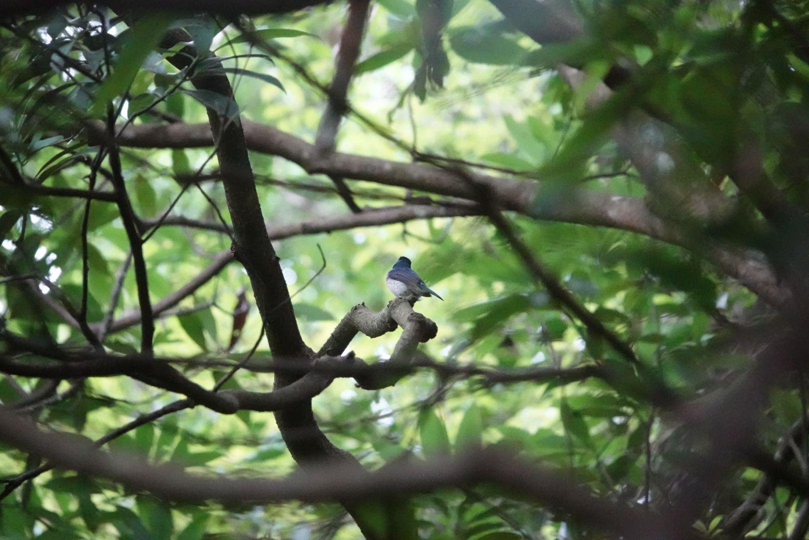 Hainan Blue Flycatcher (Cyornis hainanus)