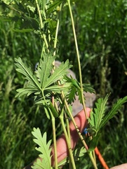 Potentilla longipes