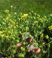Potentilla longipes