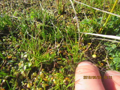 Schoenus nitens nitens