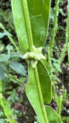 Baccharis genistelloides