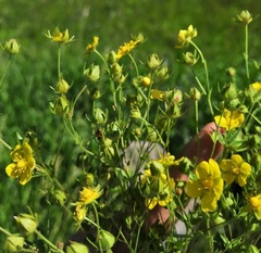 Potentilla longipes