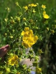 Potentilla longipes