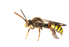 Nomada flava