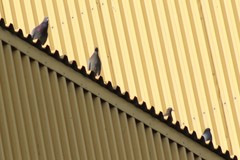 Columba livia domestica