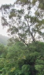 Acacia confusa