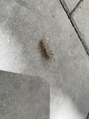 Thereuonema tuberculata